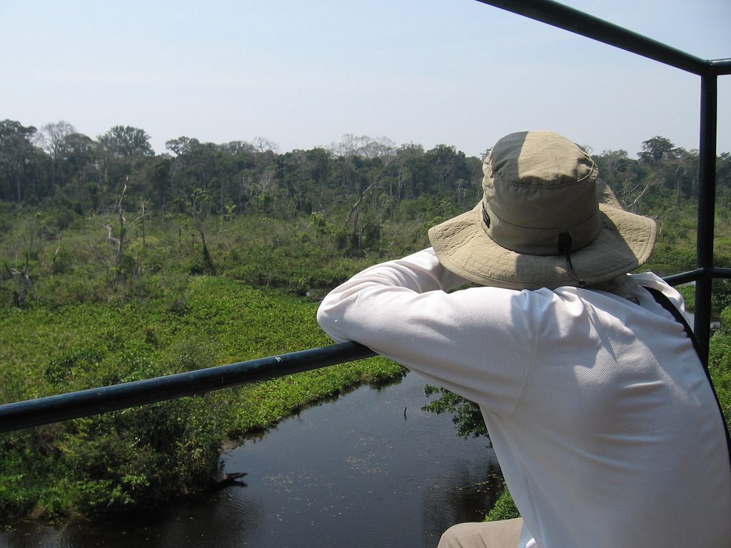 Bird Watching And Birding In Rio De Janeiro Rio De Janeiro Blog bird-watching-and-birding-in-rio-de-janeiro-rio-de-janeiro-blog
